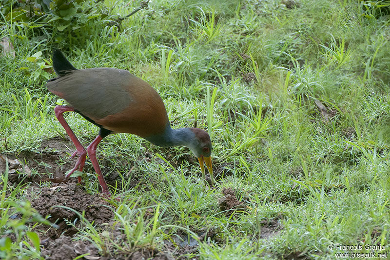 Grey-cowled Wood Railadult