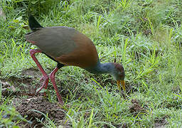 Grey-cowled Wood Rail