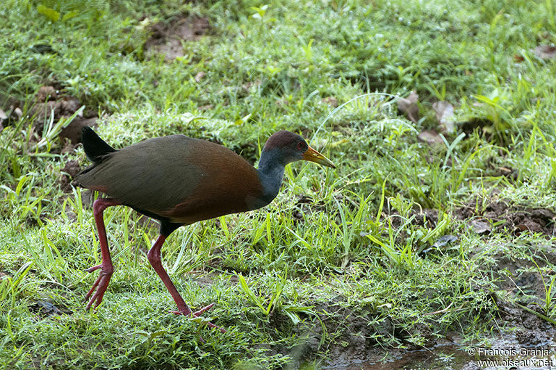 Grey-necked Wood Railadult