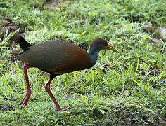 Grey-cowled Wood Rail