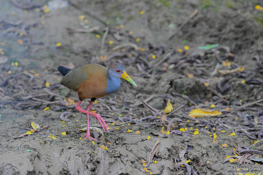 Grey-cowled Wood Rail