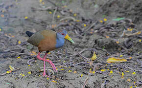 Grey-cowled Wood Rail