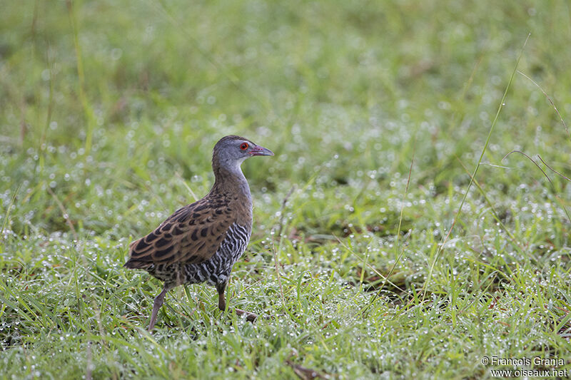 African Crakeadult