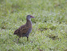 African Crake