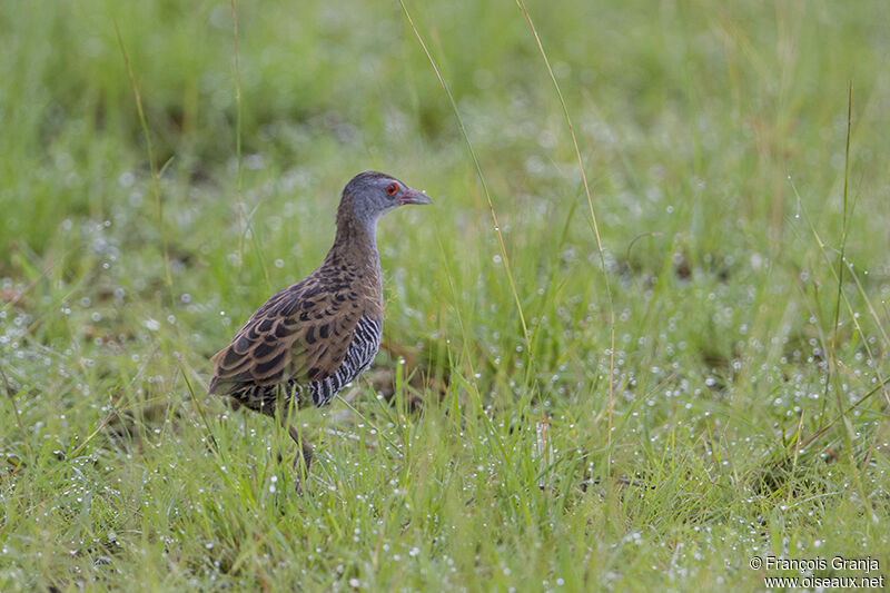 African Crakeadult