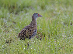 African Crake