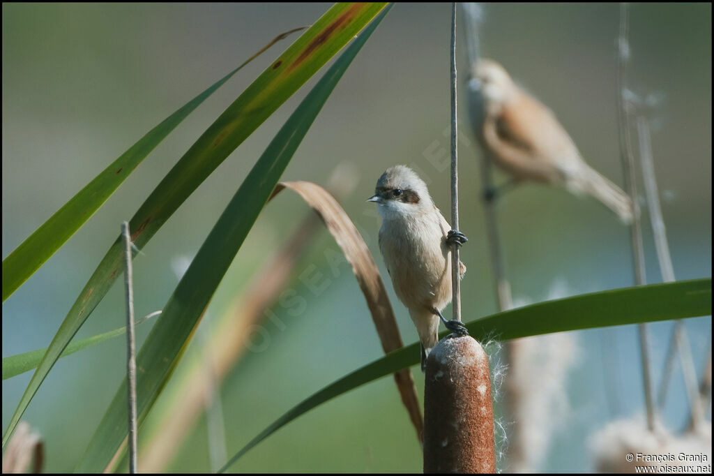 Eurasian Penduline Titadult