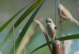 Eurasian Penduline Tit