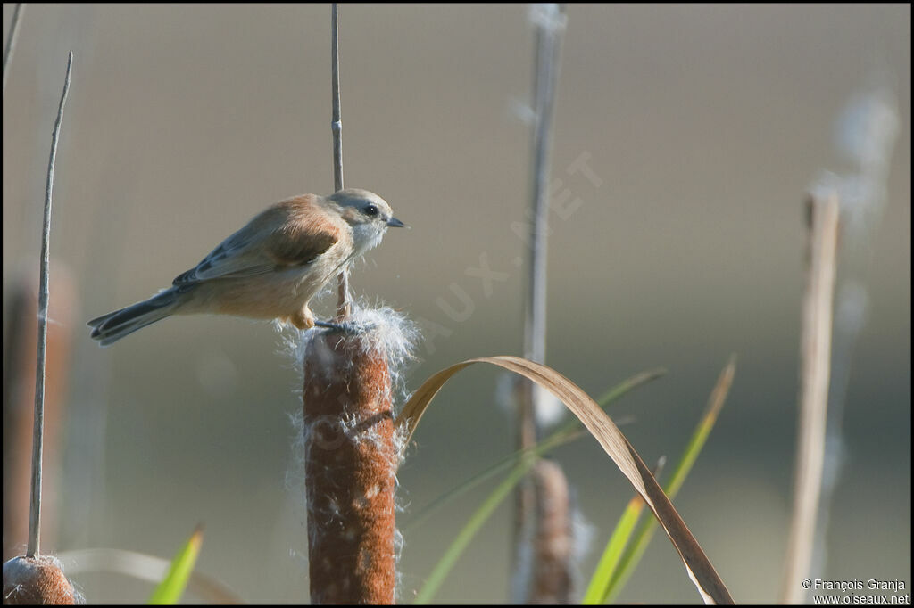 Eurasian Penduline Tit female adult