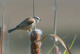 Eurasian Penduline Tit