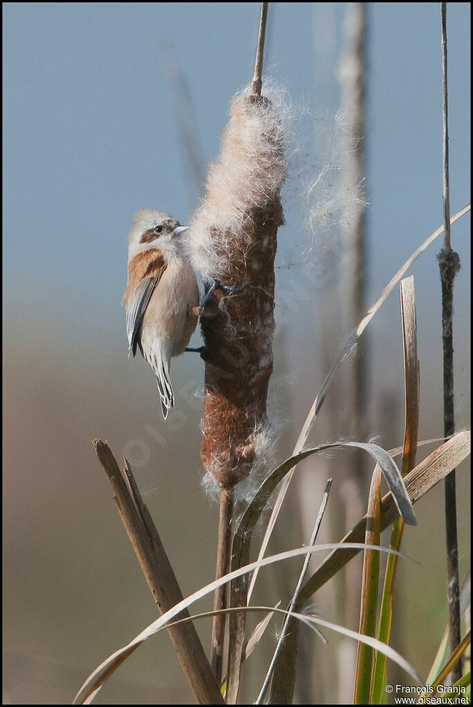 Eurasian Penduline Titadult