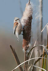 Rémiz penduline