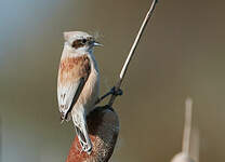 Rémiz penduline