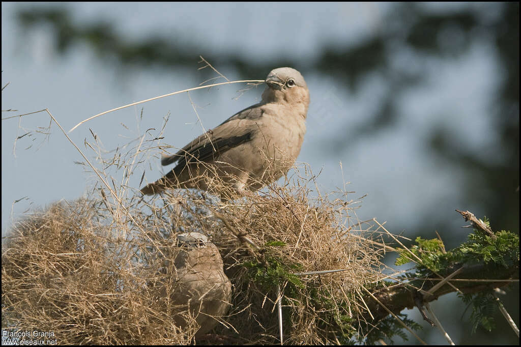 Grey-capped Social Weaveradult, Reproduction-nesting