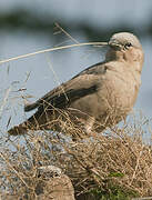 Grey-capped Social Weaver