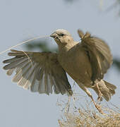 Grey-capped Social Weaver