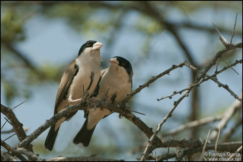 Black-capped Social Weaver, identification