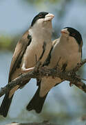 Black-capped Social Weaver