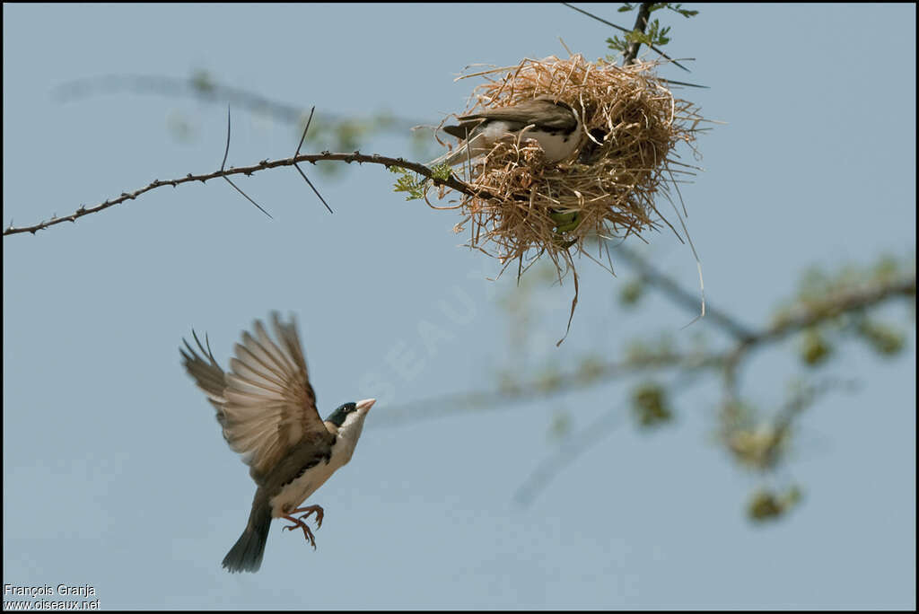 Black-capped Social Weaveradult, Reproduction-nesting