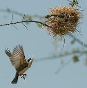 Black-capped Social Weaver