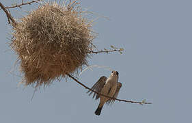 Black-capped Social Weaver