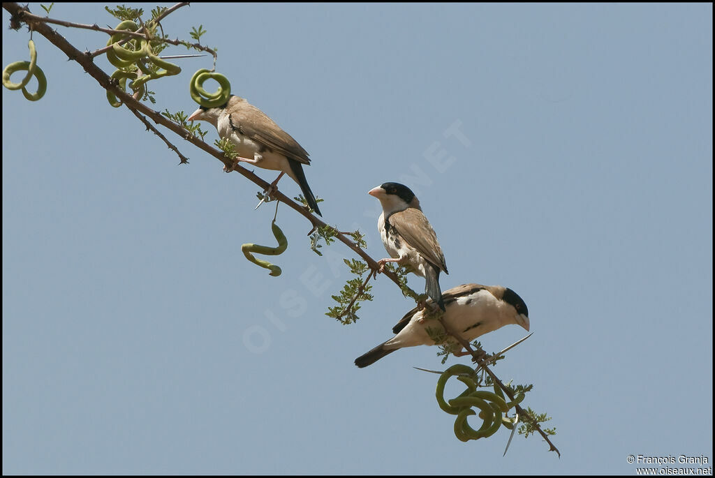 Black-capped Social Weaver