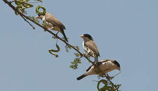 Black-capped Social Weaver