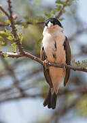 Black-capped Social Weaver