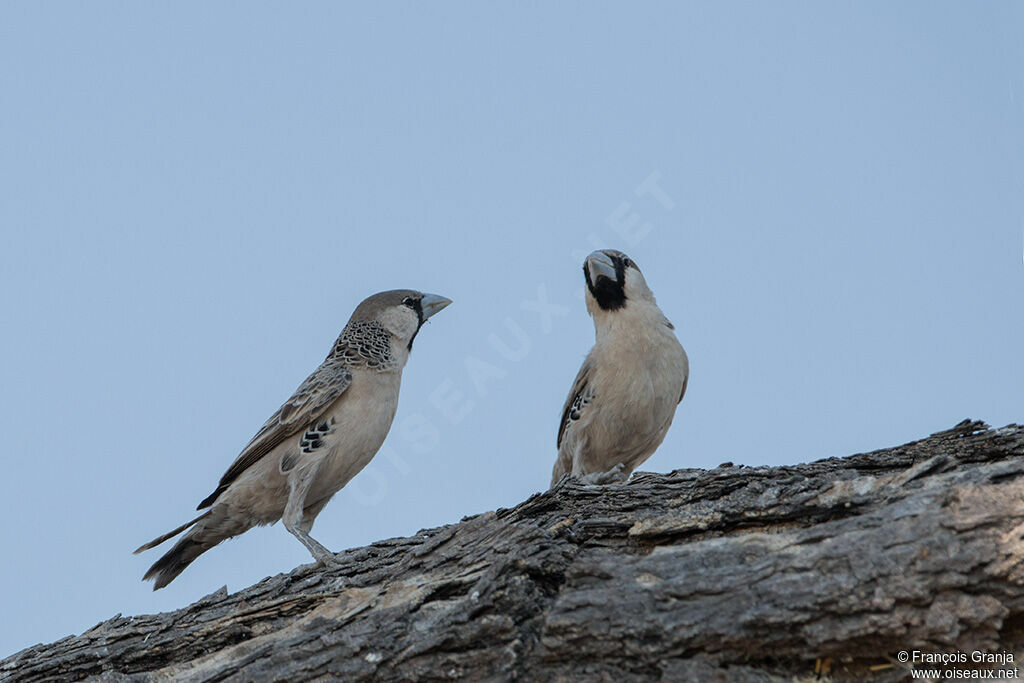 Sociable Weaver