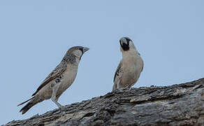 Sociable Weaver