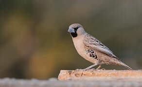 Sociable Weaver