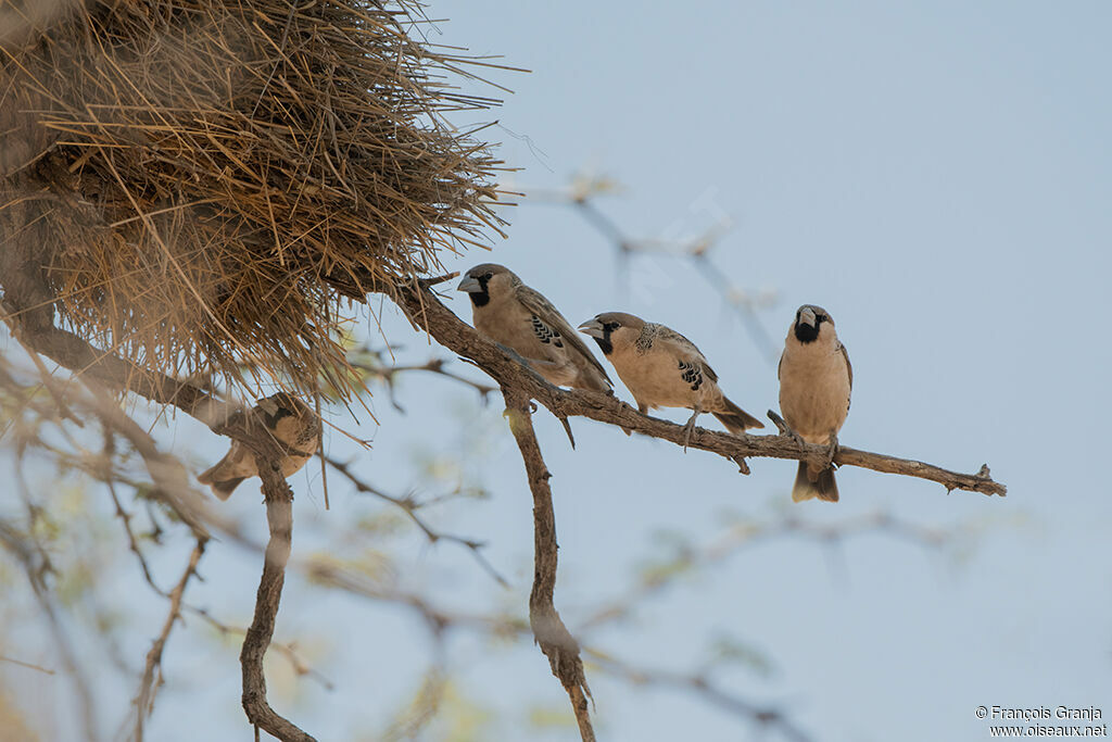 Sociable Weaver