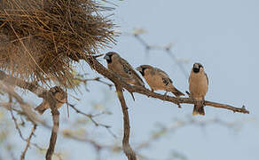 Sociable Weaver