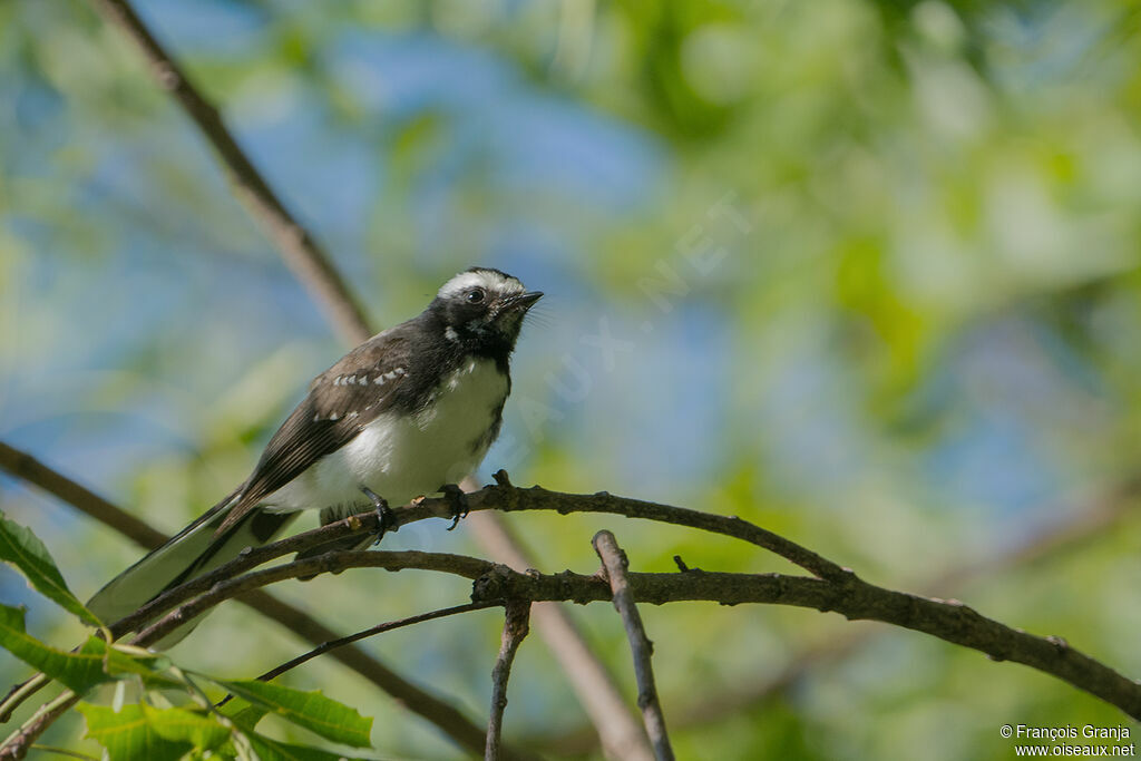 White-browed Fantail