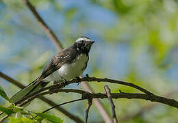 White-browed Fantail