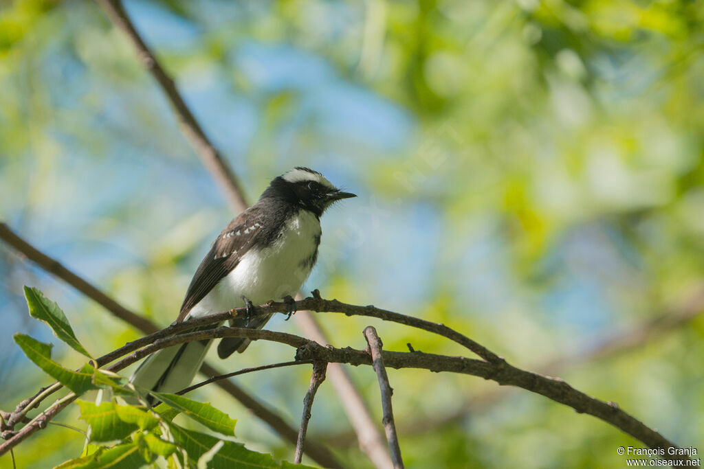 White-browed Fantail