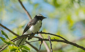 White-browed Fantail