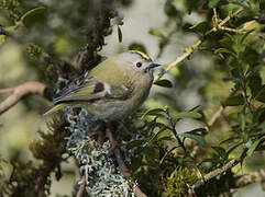 Goldcrest