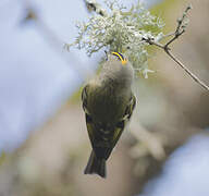 Goldcrest