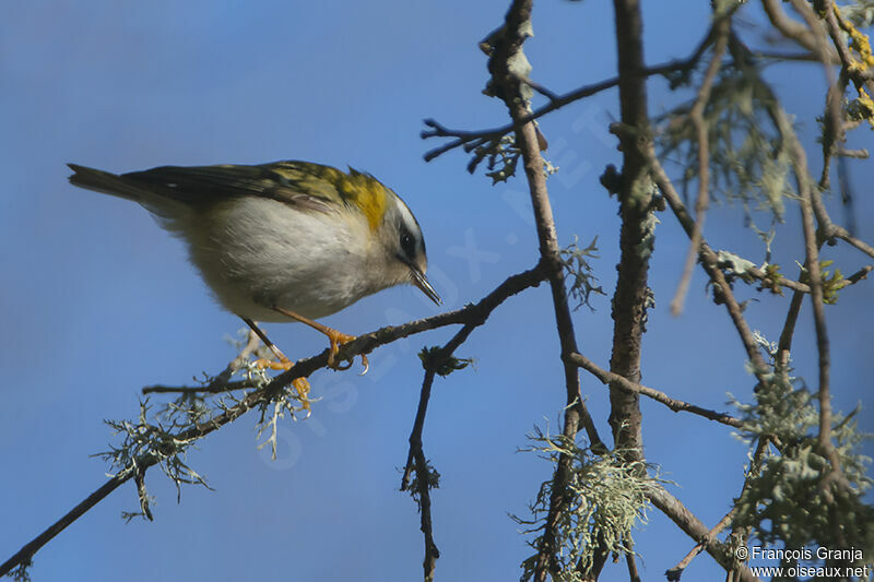 Common Firecrestadult