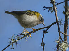 Common Firecrest