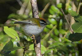 Common Firecrest