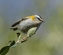 Common Firecrest