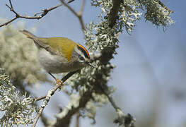 Common Firecrest