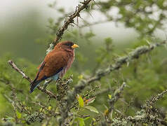 Broad-billed Roller