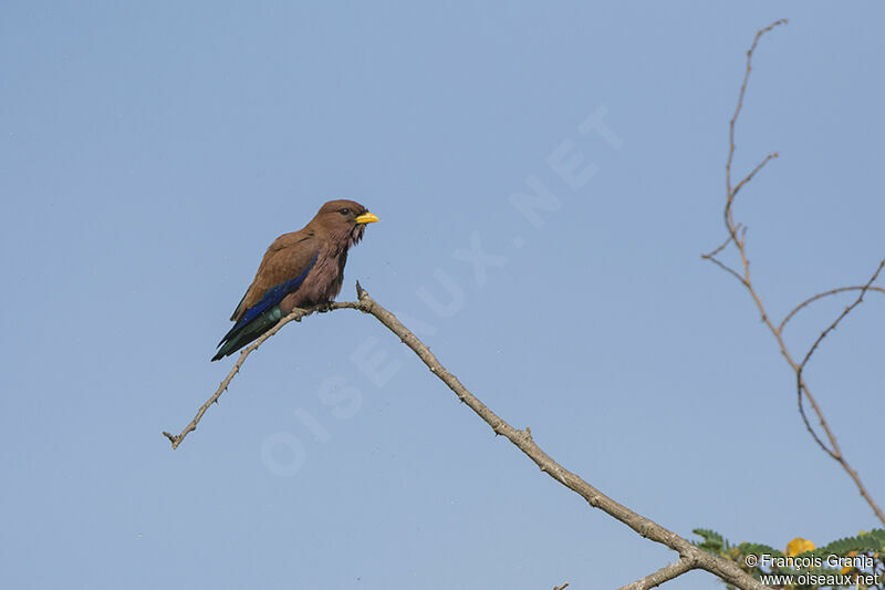 Broad-billed Rolleradult