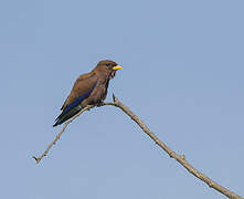 Broad-billed Roller