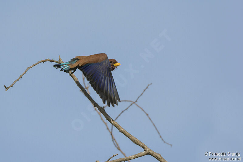 Broad-billed Rolleradult