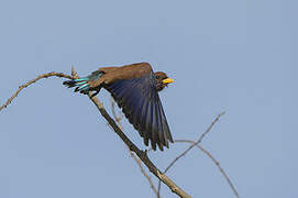 Broad-billed Roller