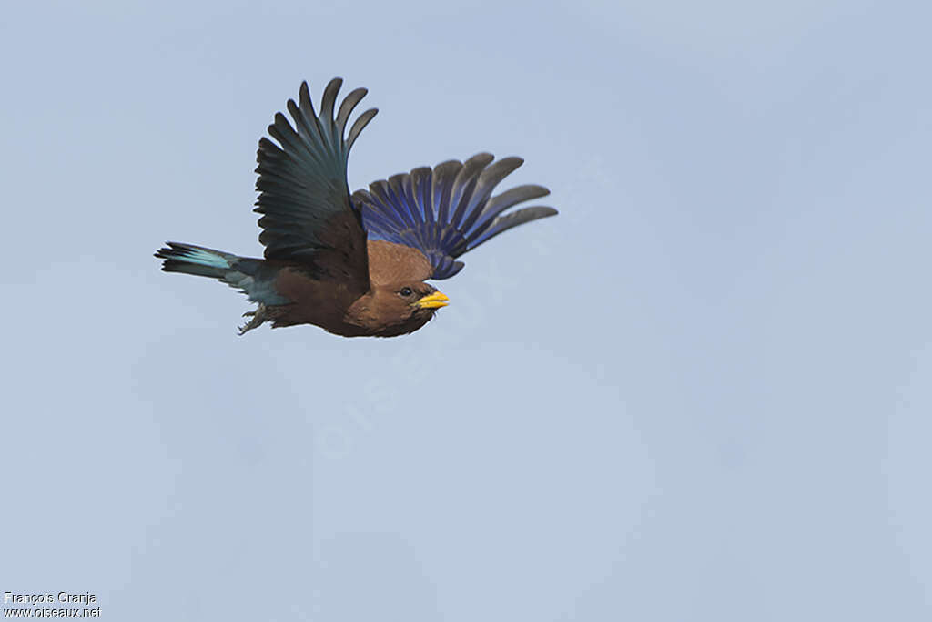 Broad-billed Rolleradult, Flight